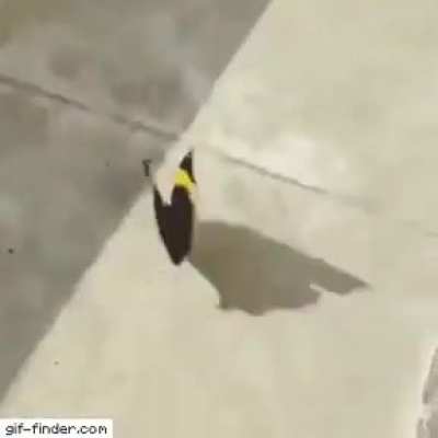 illusion