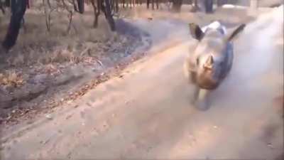 ? Baby rhino learning his goat friend's style of jumping around ?
