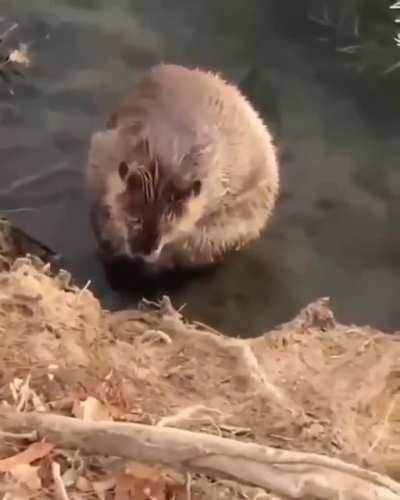 ? Beavers are large, semiaquatic rodents in the genus Castor native to the temperate Northern Hemisphere. Beavers are the second-largest living rodents after the capybaras.