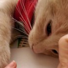 Fred is too content watching me color to attack the pencils for real today. *Volume up for purring*