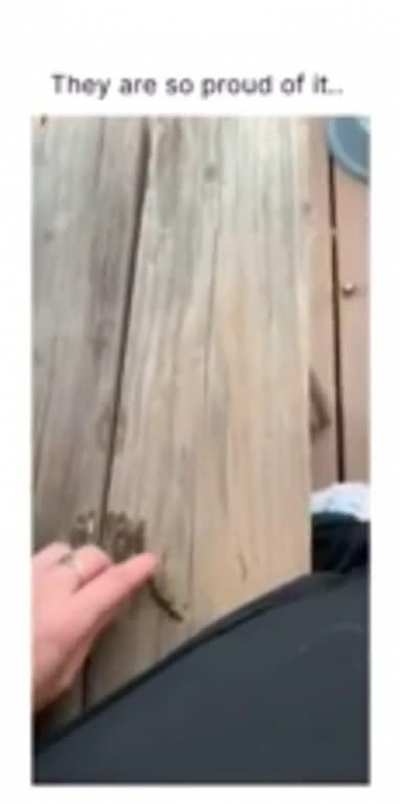 To play fetch