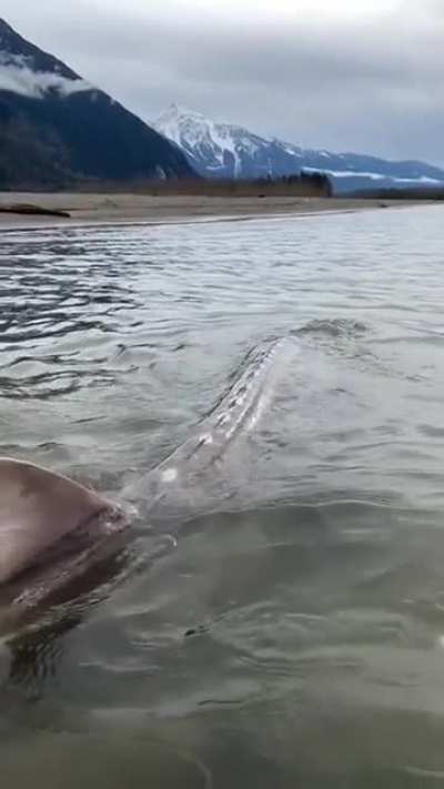 ? Giant sturgeon
