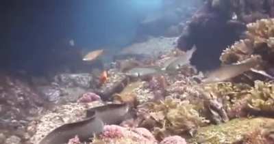 An Octopus riding an Eel to avoid being eaten.