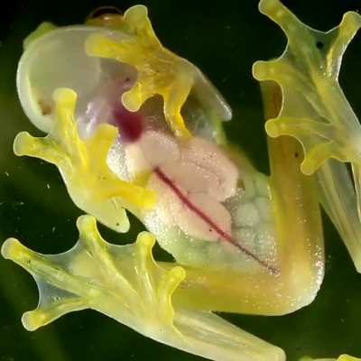 ? Glass Frogs are transparent, leaving their liver, intestines and beating heart visible through their skin.