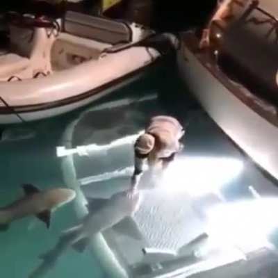 Sharky