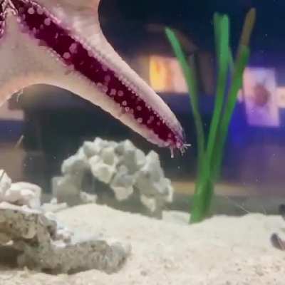 ? This is how a Starfish 'walks'.