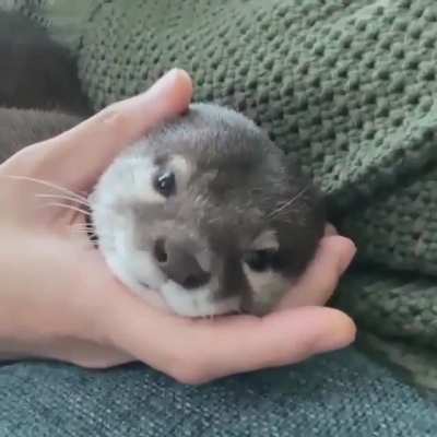 Would you cuddle this cute Otter