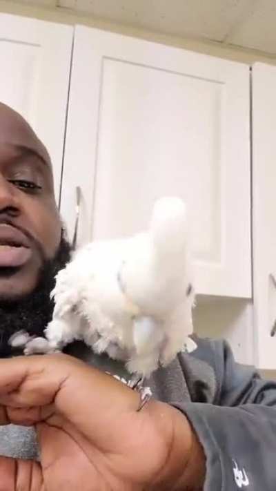 Guy beatboxes, bird dances
