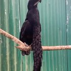 ? The Long-wattled Umbrellabird is truly unique ?