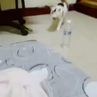 indoor cats be like