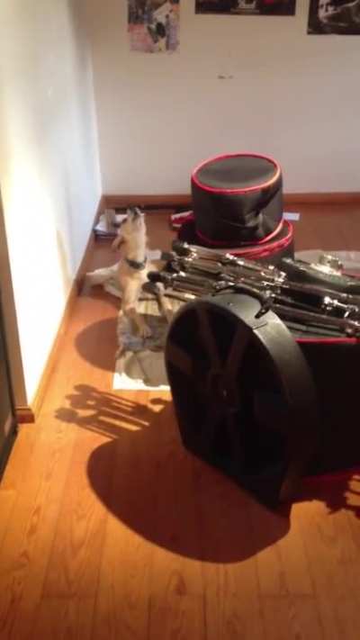 Omg he howls with a perfect time and pitch and has vibrato!!! ?