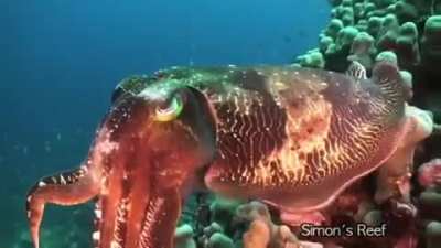 ? A cuttlefish has three hearts, blue-green blood, and horizontal vision which allows them to see behind themselves