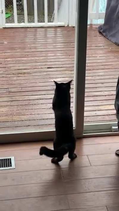 My kitten doesn’t understand glass yet ?