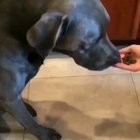 I can't get over this dog reaction...! ?