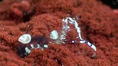 ? Transparent Cleaner shrimp