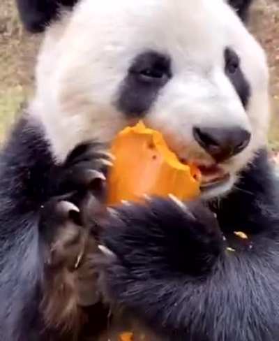 Here's a video of Panda eating a block of wood have a good day