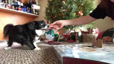 Advent Calendars aren’t just for humans! ??
