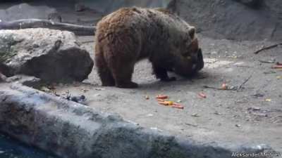 Crow can't believe it's saved by a bear