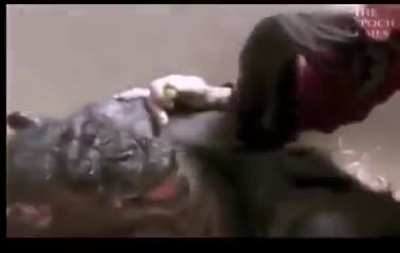 Chimp gets to meet an old friend before she goes