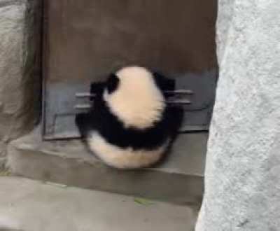 Cutest doorstop ever