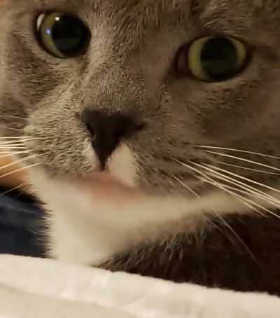 I blew on my cat for the first time... "the AUDACITY"