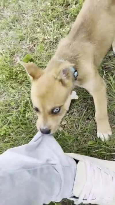 Get a puppy they said, it’ll be fun they said ?