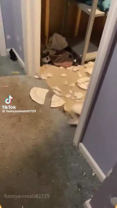 jerry!! stop throwing the plates!!