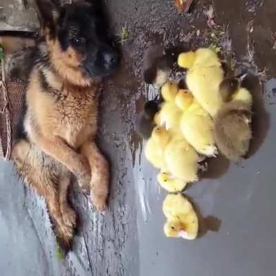 Just looking after my new Siblings ???