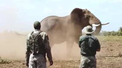 ? Properly responding to an Elephant mock charge.
