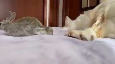 Cute baby bunnies think the Golden retriever is their mother ??????