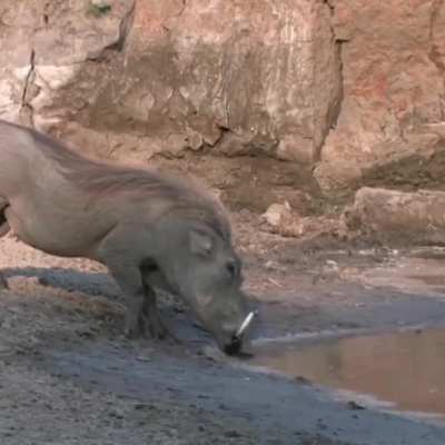 ? the sheer speed of both animals is incredible in itself ?