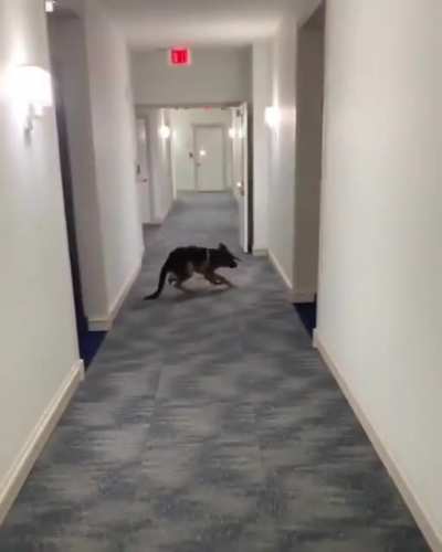 When you realize the hooman dropped the control string