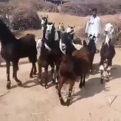 Goats be Vibing
