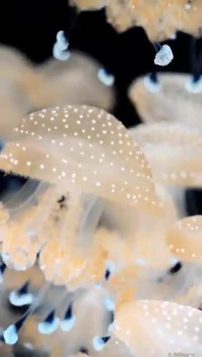 ? Hypnotizing jellyfish ?