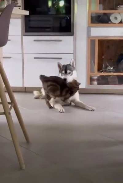 Totally pwned the floof