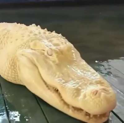 An albino allegator - extremely rare