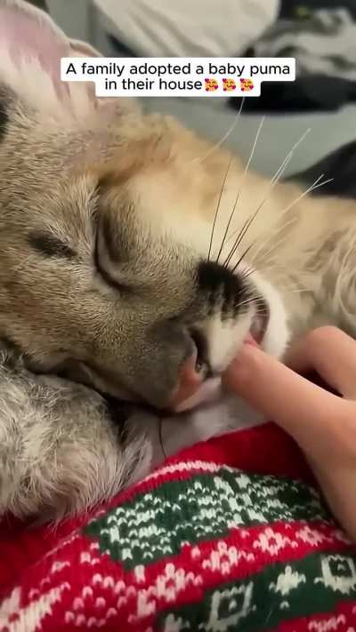 This family adopted a puma, see what happens next!!?