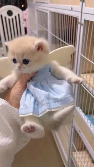 Fairy cat