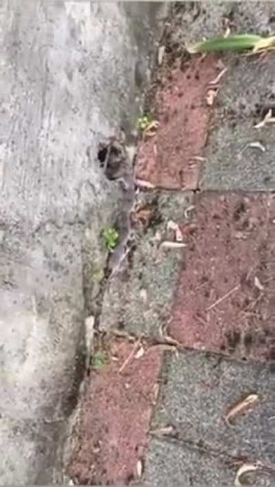 ? If a Shrew's nest is disturbed, it will leave the nest and take its babies. With mom in the lead, the family forms a line. One baby will grab onto mom's tail &amp; so on. Shrews have poor eyesight with babies virtually blind.