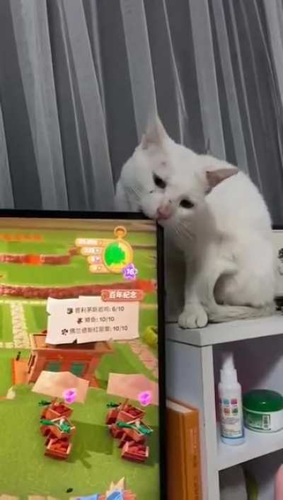 Everybody told you cats are the devil. Cat damaged the TV with a single bite.