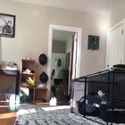 Beware of the Halloween dog