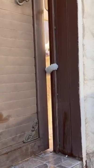 My cat caught me cheating on her