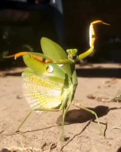 ? Mantis and his cool moves.