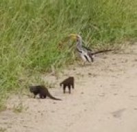 hornbill vs mongoose