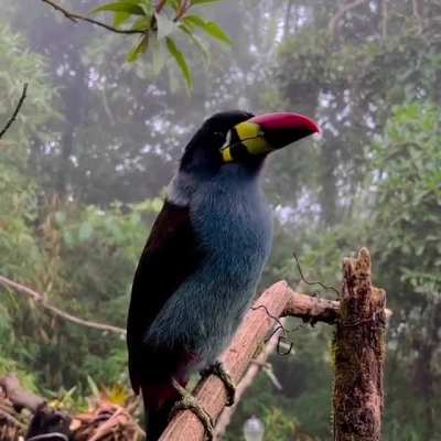 ?A Grey-breasted Mountain Toucan enjoying some grapes in the Colombian Andes