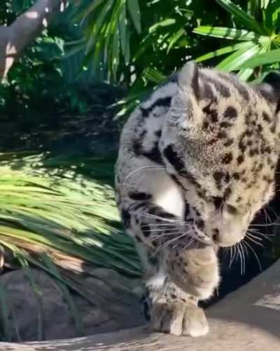? Baby cheetah