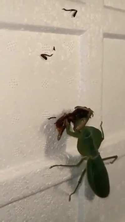 To go against *preying* mantis