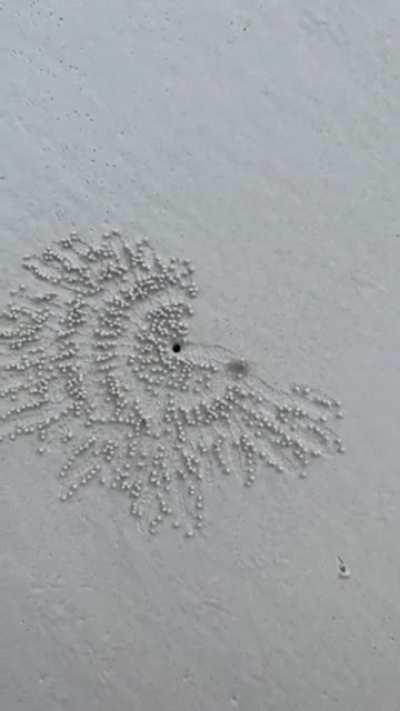 ? Sand bubbler crabs feed by filtering sand through their mouthparts, leaving behind balls of sand that are disintegrated by the incoming high tide ?