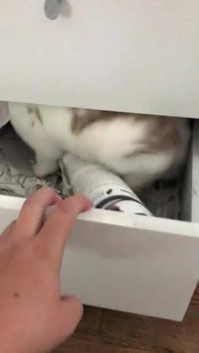 I found my rabbit in the draw that my degree certificate lives in