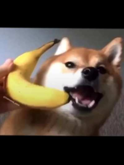 Ring ring ring ring ring ring banana phone